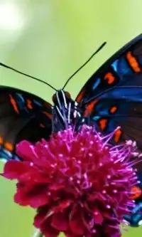 Schmetterlings-Puzzle Screen Shot 0