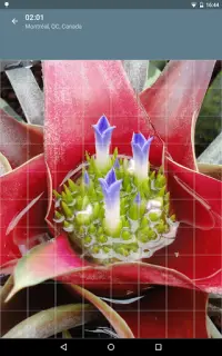 Jigsaw Puzzle: Flowers Screen Shot 11