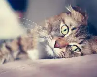 Симпатичные кошки Игра Пазл Screen Shot 4