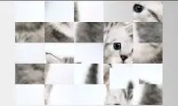 사진 콜라주 - 새끼 고양이 Screen Shot 1