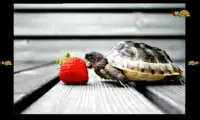 Schildkröten und Kindern Screen Shot 4