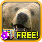 Bear Slots - Free