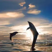 Blue Dolphin Quebra-cabeça Screen Shot 2