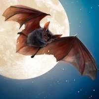 Sauvage Bat 3D Simulator