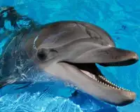 Golfinhos quebra-cabeças Screen Shot 4