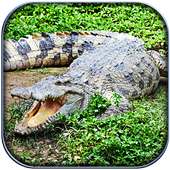 Жизнь Крокодил - Wild Sim