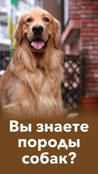 Породы собак - Викторина о породах собак! Собаки! Screen Shot 0