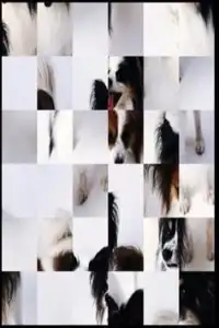 Cute dog Puzzle A5 Screen Shot 1