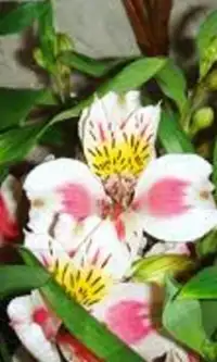तोता फूल पहेली खेल Screen Shot 1