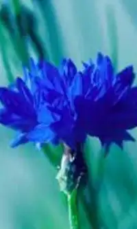 Fleurs Bleuet Jigsaw Puzzle Screen Shot 0