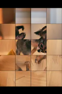 Cute Chihuahua Jigsaw Puzzles Screen Shot 7