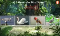 Birds Quiz Screen Shot 3