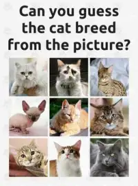 Cat Breeds Screen Shot 8