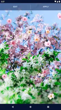 Sakura Flower Live Wallpaper Screen Shot 3