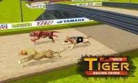 Wild tijger racing koorts 3D Screen Shot 3