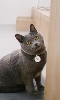 Cat Puzzles:แมว จิ๊กซอว์ Screen Shot 7