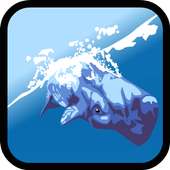 Dolphin Show Games For Free