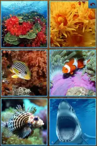 Sea Life Jigsaw Puzzles Screen Shot 0
