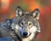 Coyote Jigsaw Puzzles Screen Shot 4