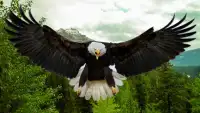 Eagle Bird Hunting Season 2017 Screen Shot 2