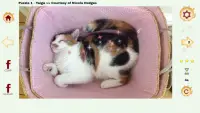 Cazzle - Sleeping Cat Puzzles Screen Shot 6