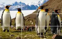 Puzzle - Bears and penguins Screen Shot 5