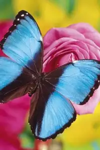Butterfly Puzzle Screen Shot 3