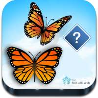 Guess the Butterfly-Photo Quiz