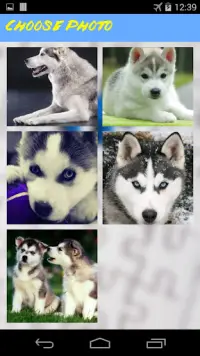 Husky Jigsaw Puzzle Screen Shot 2