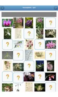 النباتات المنزلية - quiz Screen Shot 8