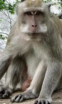 Macaco quebra-cabeças Screen Shot 2