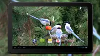 4K Garden Birds Video Live Wal Screen Shot 5