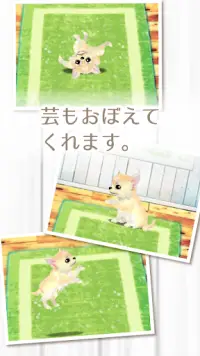 癒しの子犬育成ゲーム〜チワワ編〜 Screen Shot 2