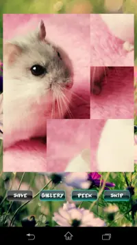 Câu đố thú cưng chuột lang Screen Shot 0
