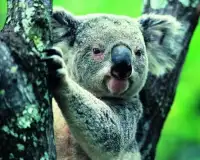 Koala quebra-cabeças Screen Shot 3