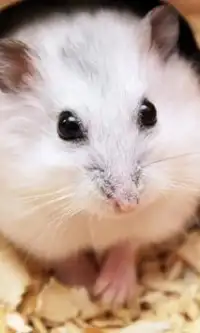 Teka-teki Jigsaw Hamster Screen Shot 1