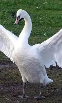 Swan quebra-cabeças Screen Shot 0