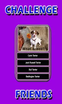 Dog Breeds Trivia Fun Animal Quiz Screen Shot 3