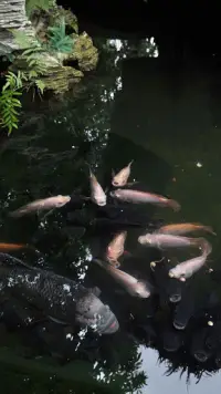 Magic Touch: Realistic Koi Live Wallpaper Screen Shot 2