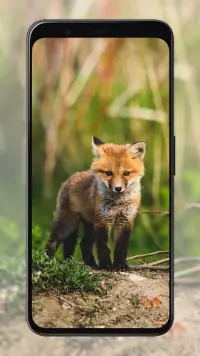 Fox Wallpapers Screen Shot 4