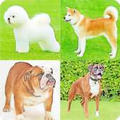 Guess The Dog Breeds Most Popular Dog Breeds Quiz