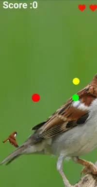 House Sparrow Screen Shot 2