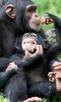 Schimpanse Puzzles Screen Shot 2