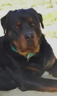 Rottweilers Puzzles Screen Shot 2