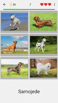 Hunde - Foto-Quiz über alle beliebten Hunderassen Screen Shot 0