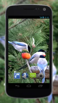 4K Garden Birds Video Live Wal Screen Shot 3