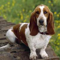 Basset Hounds Jigsaw Puzzle