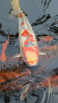 Magic Touch: Realistic Koi Live Wallpaper Screen Shot 0