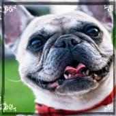 dog breed quiz:  accurate dog breed quiz