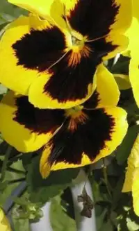 Stiefmütterchen Blumen Puzzle Screen Shot 1